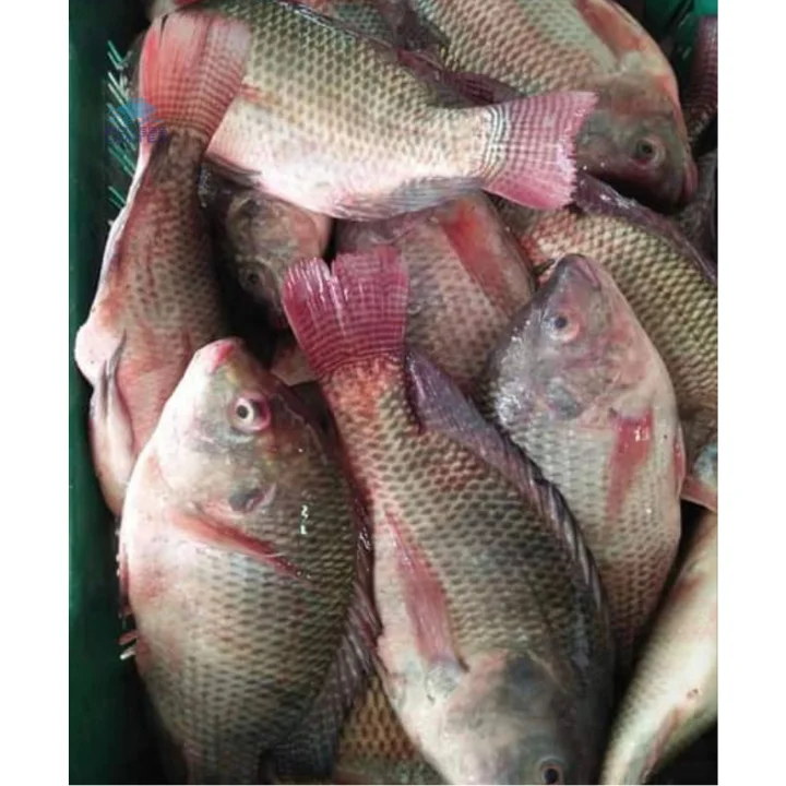 Top Quality Frozen Bulk Tilapia Fish Black Tilapia Whole Round 100/200g