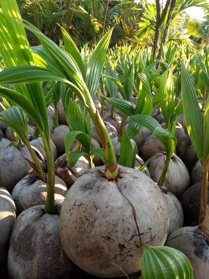 High Quality Vietnam Coconut Bud For Planting Dwarf Siamese Green ...
