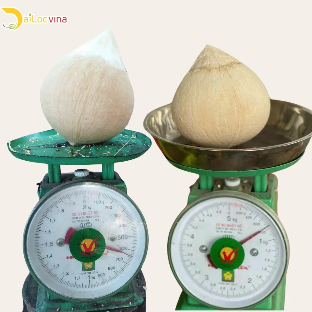 Vietnam Young Fresh Coconut With Best Price,Bentre Coconut Buy