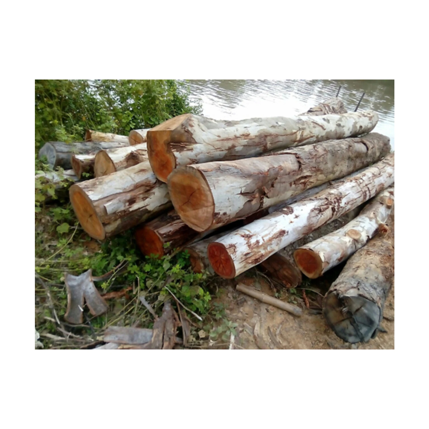 Natural Vietnam Eucalyptus Wood Log With Cheap Price For European