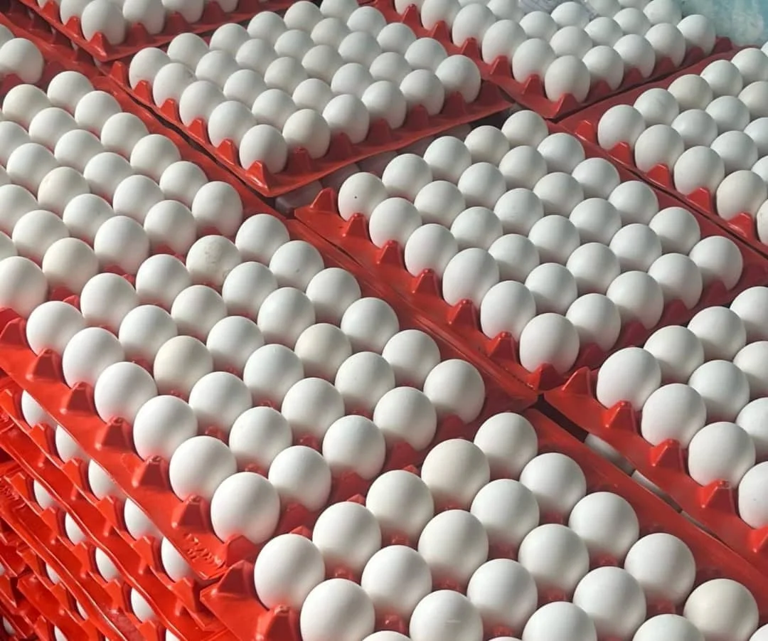 Fresh Chicken Table Eggs Brown And White Shell Chicken Eggs For Sale