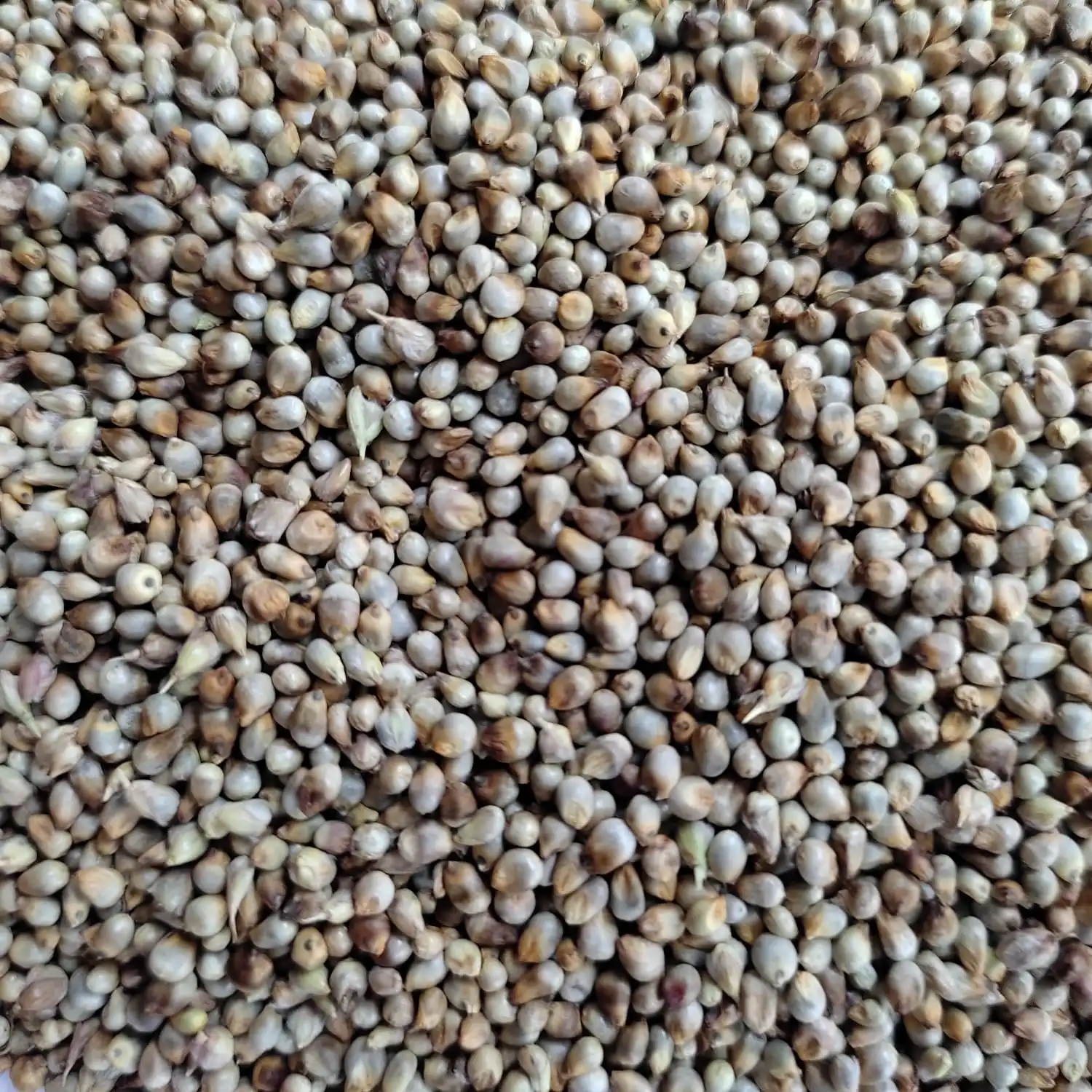 Millet Green Hara Bajra Animal Feed Millet Exporter Eco Export Buy