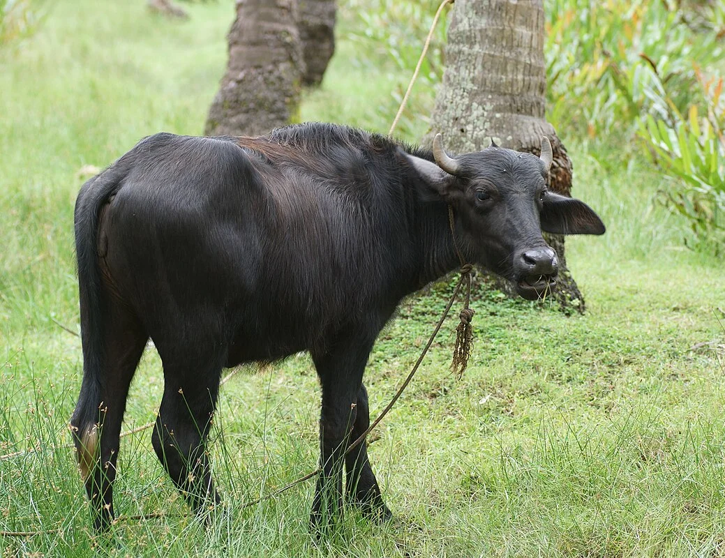 Genuine Grade Live Bovine Animals With Real & Live Animal For Sale By