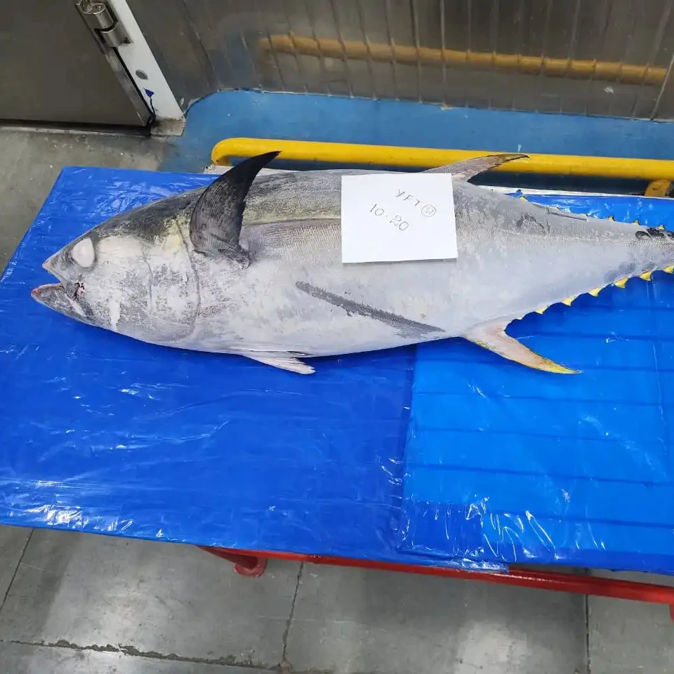 Frozen Yellowfin Tuna Fish Whole Round Top Quality Fish From India Top Selling Product 24 Months