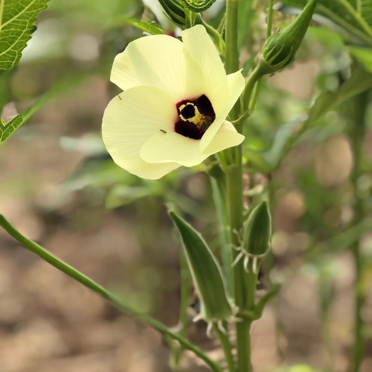 Hybrid Okra Clemson Spineless (op) Verity For For Consumption Okra
