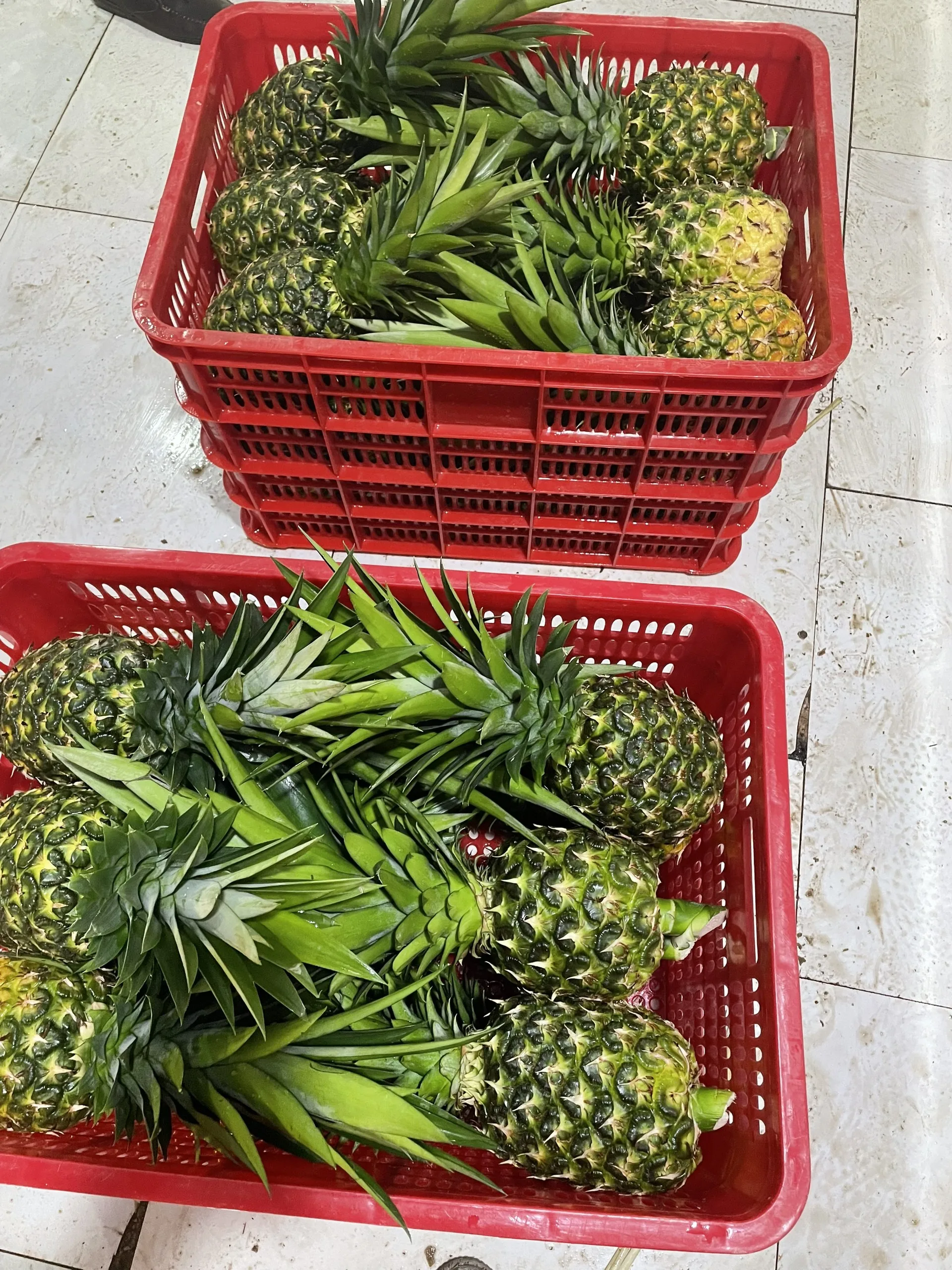 Wholesale Fresh Mild Sweet Md2 Pineapples With 90 Days Up Shelf Life