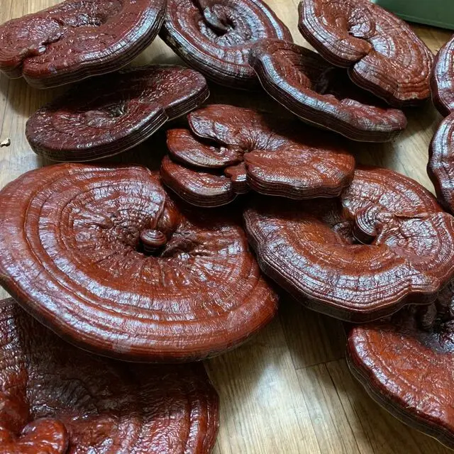 Vietnam Wild Ganoderma Lucidum Reishi Mushroom Dry Lucid Ganoderma For