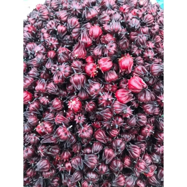 2024 Ms. Jennie's High Quality Frozen Atiso Red Flower Best Price Bulk ...