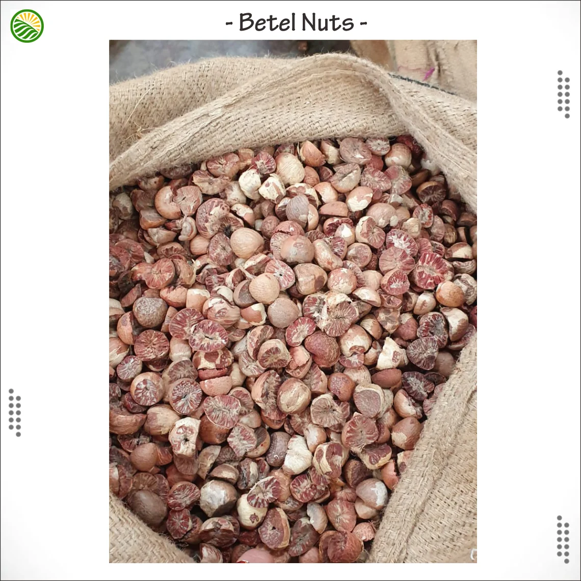High Quality Dried Betel Nut / Wholesale Betel Nut From Indonesia/ Export Quality Buy Betel