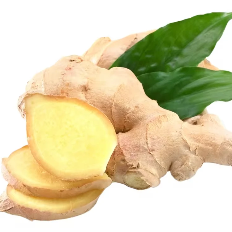 Best Quality Elephant Ginger Fresh Matured Gingers Sample Free Various