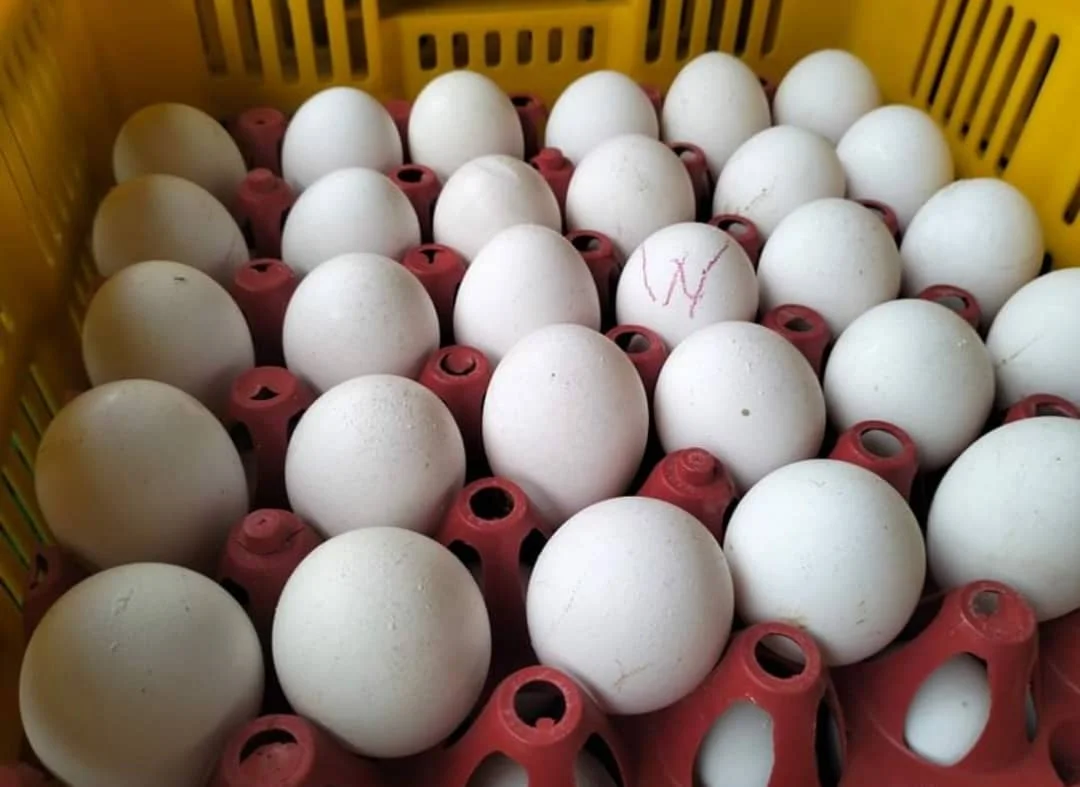 Fresh Chicken Table Eggs Brown And White Shell Chicken Eggs For Sale