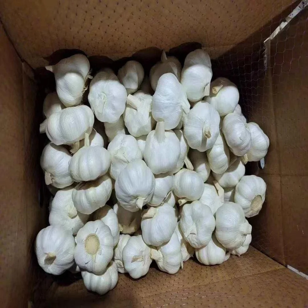 Fresh White Garlic - Buy Wholesale Garlic With Fresh Taste And Long ...