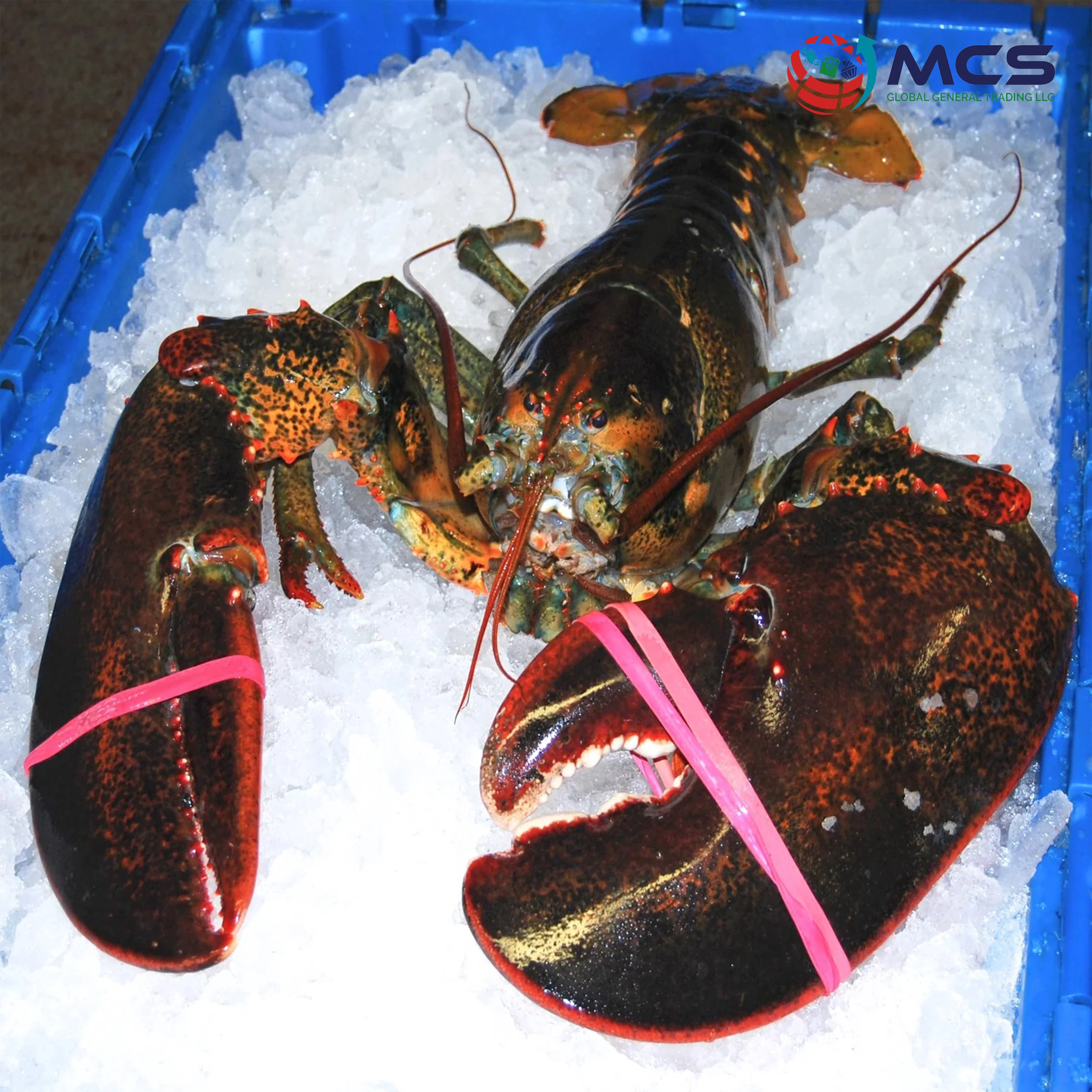 High Quality Fresh Seafood Frozen Lobster Raw Lobsters With Highest ...