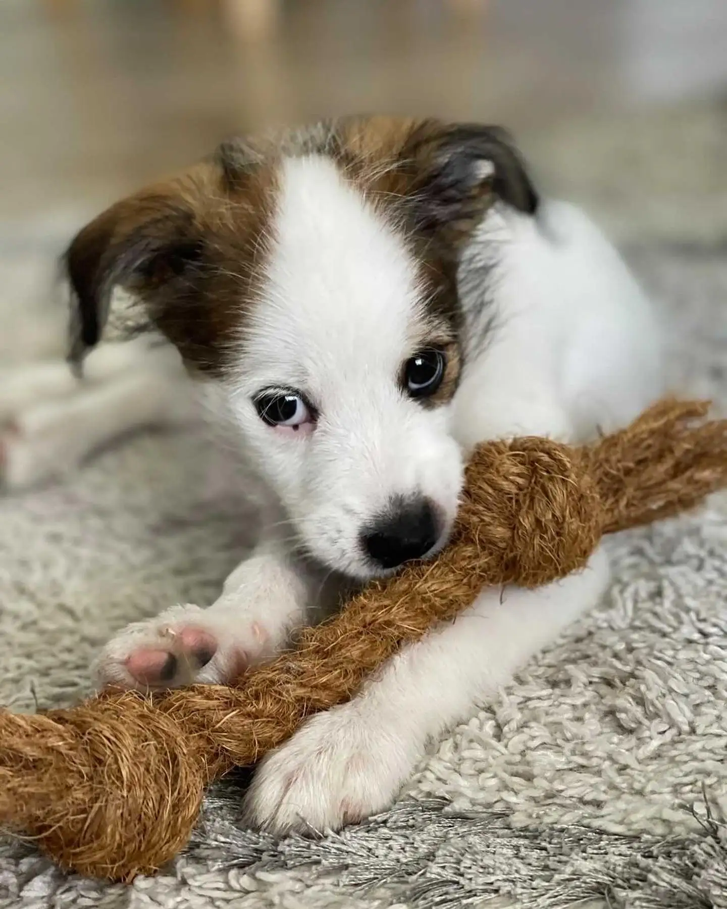 100 Natural Coconut Rope With Coconut Coir Rope Coconut Chew Rope Dog
