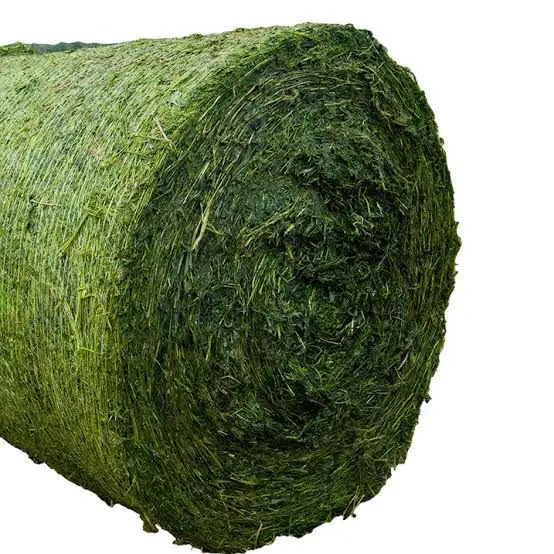 Animal Feed Rhodes Grass Bales Top Quality Fresh Grass For Animals