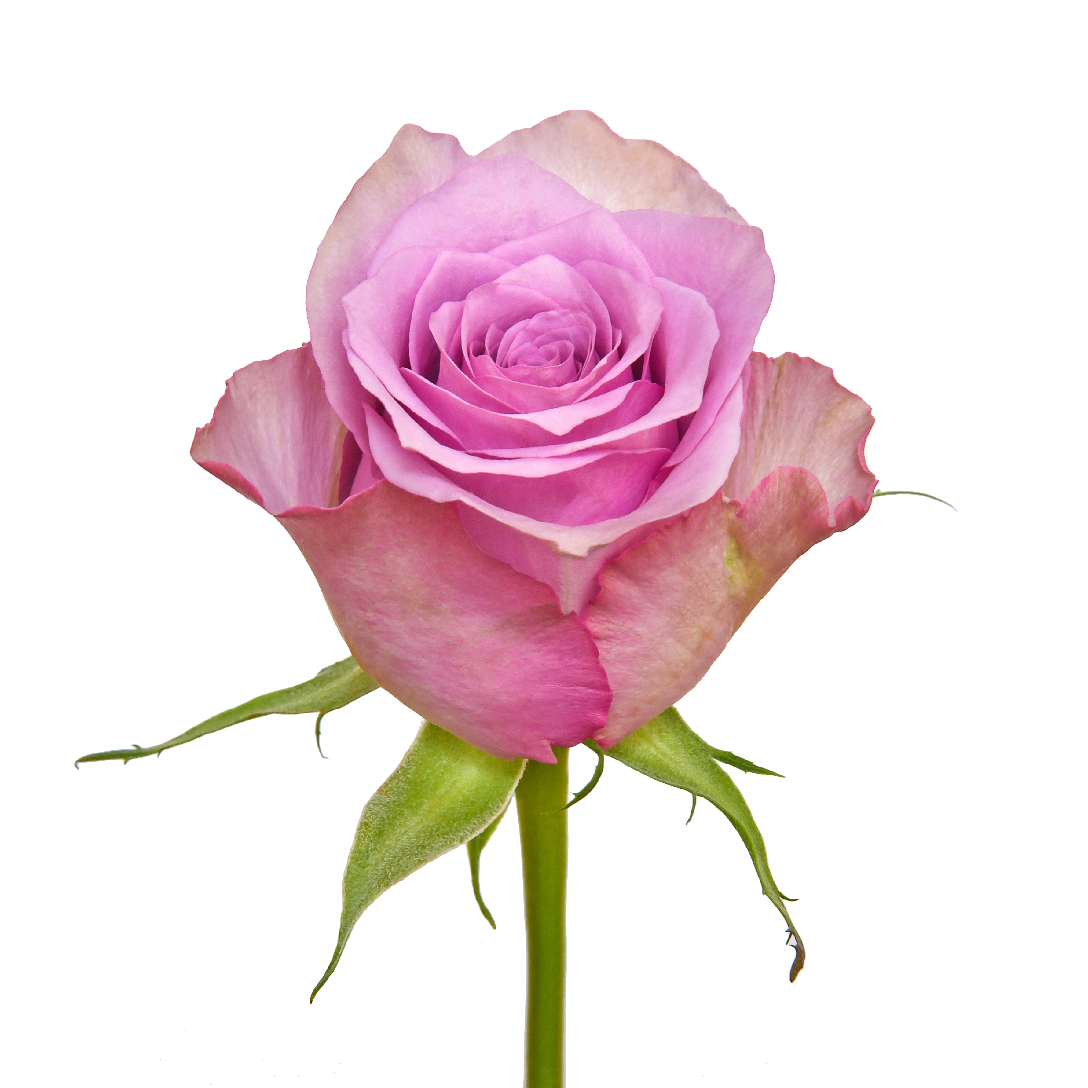 Premium Kenyan Fresh Cut Valentines Rose And Gypsophila Bouquet 52cm