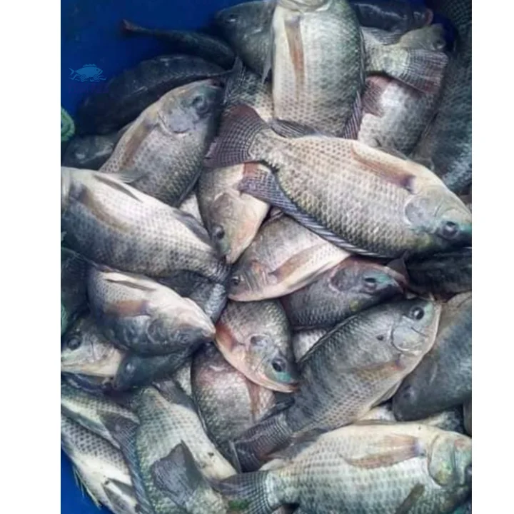 buy tilapia in bulk