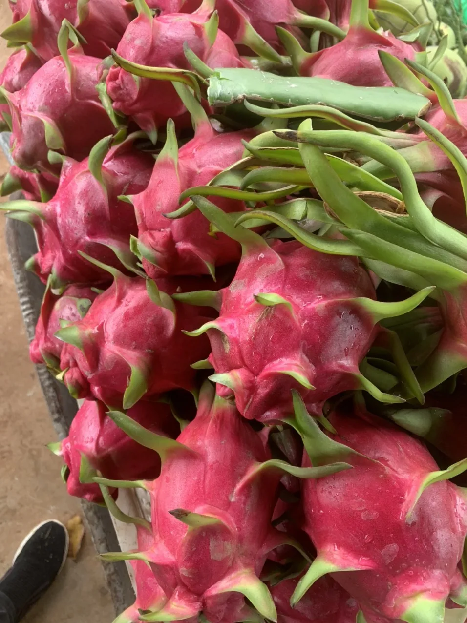 Fresh Dragon Fruit 2024 Ready To Export To Market Red White Color   A245be7c5bfda4e598a9af9d0d84873d22 