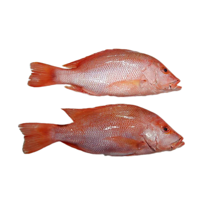 Fresh Red Snapper Fish From Indonesian Seas Export Quality,Wholesale ...