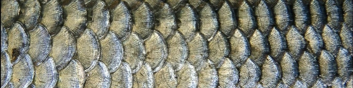 Natural Fish Tilapia Scales And Fish Scale Powder Collagen For Export