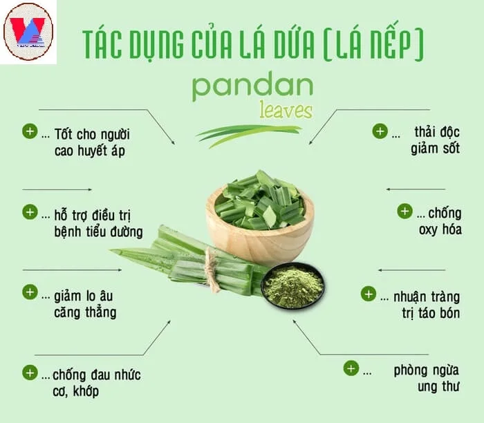 100 Pure Pandan Extract Powder From Vietnam Buy Wholesale Pandan