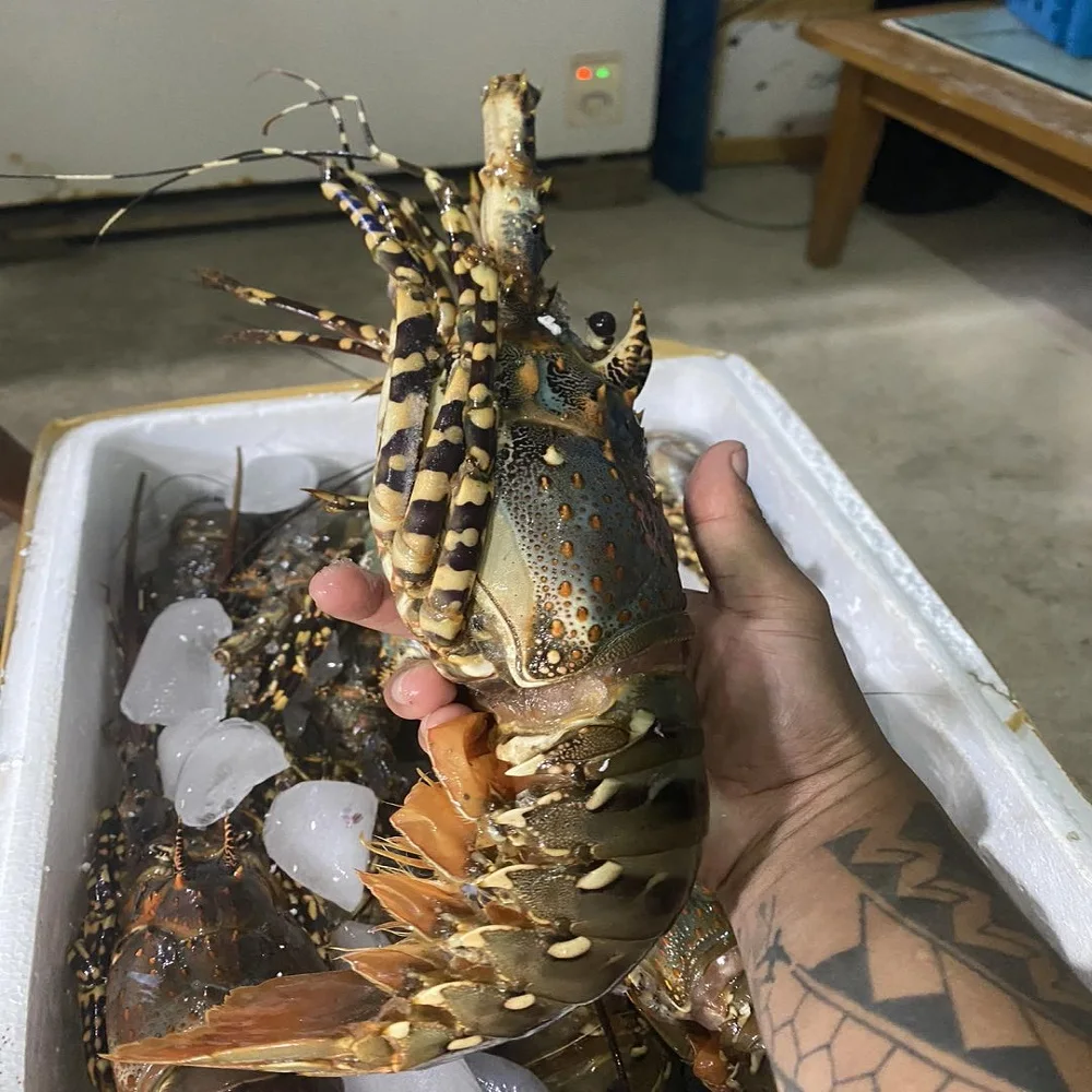 Fresh Affordable Frozen Whole Seafood Giant Red Lobsters Buy Shrimp