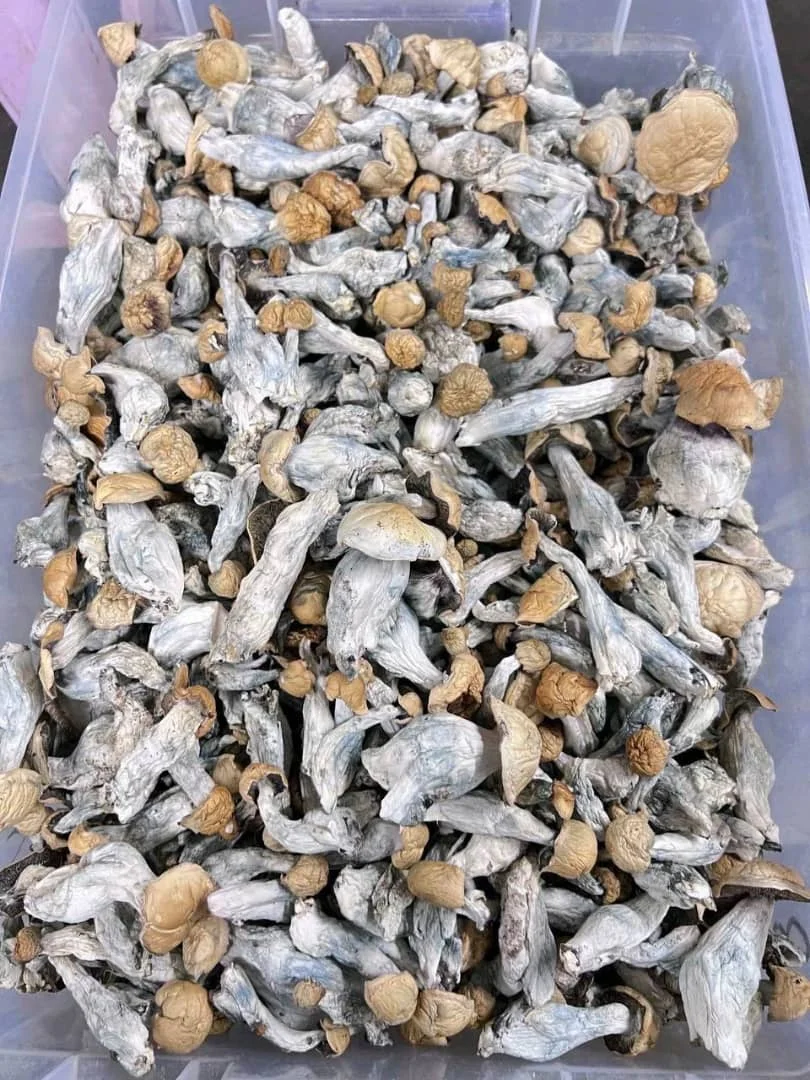Top Level Edible Fungi Dried Mushrooms Dried Whole Shiitake Mushroom