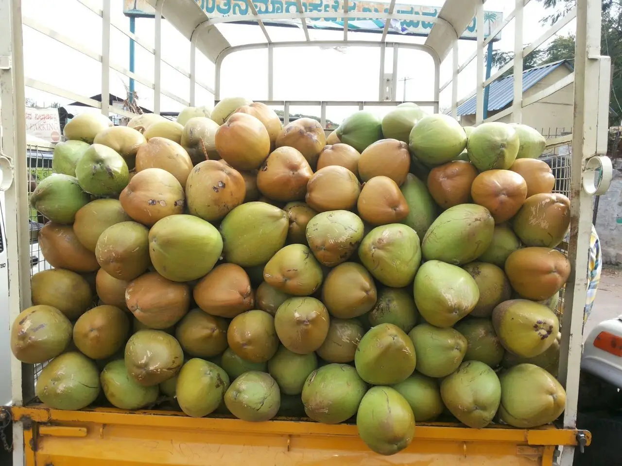 Fresh Young Coconut From Vietnam// High Quality And Reasonable Price //ms. Esther (whatsapp +84