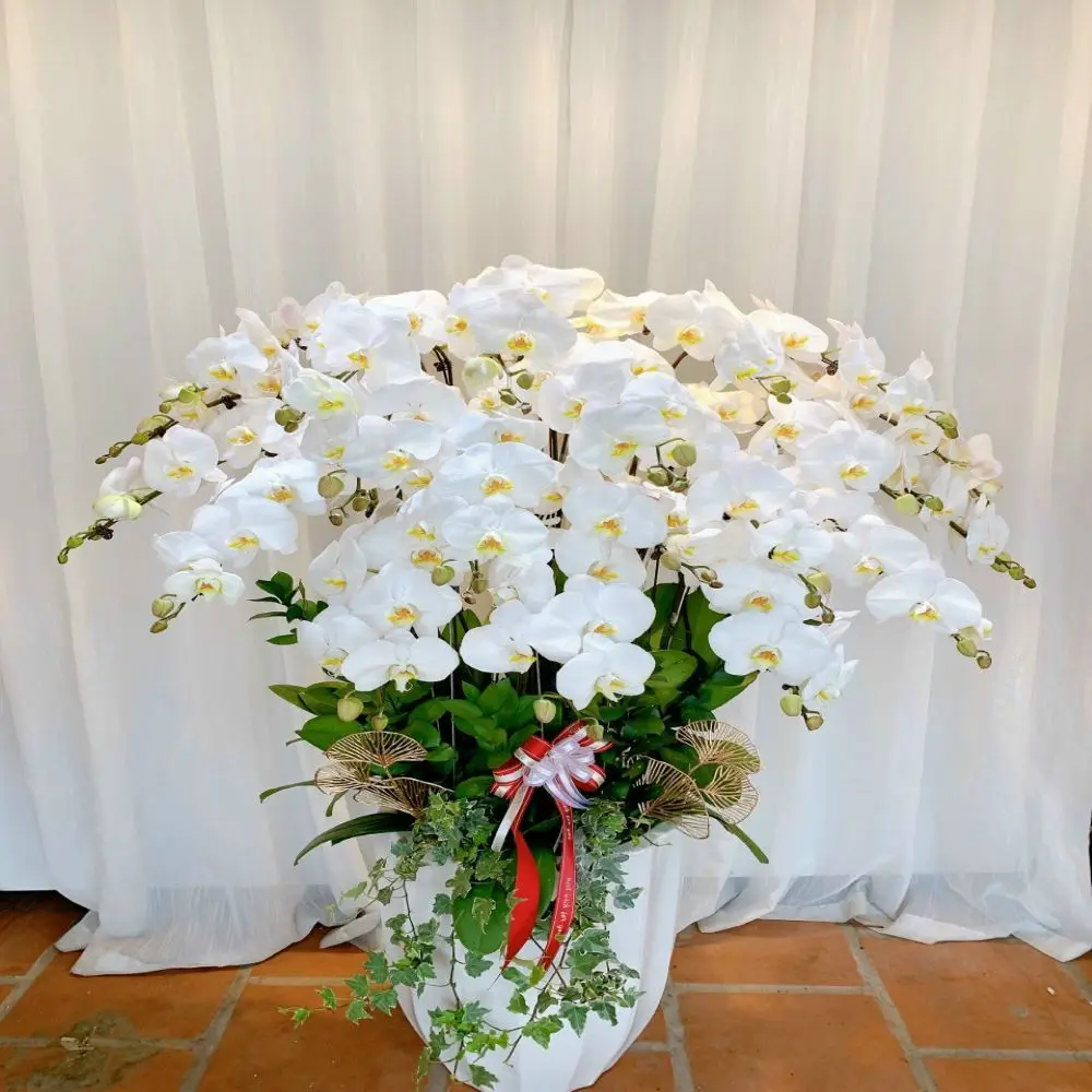 Phalaenopsis Orchid Flowers Professional Team Export For Home Fresh Flower Carton Outside