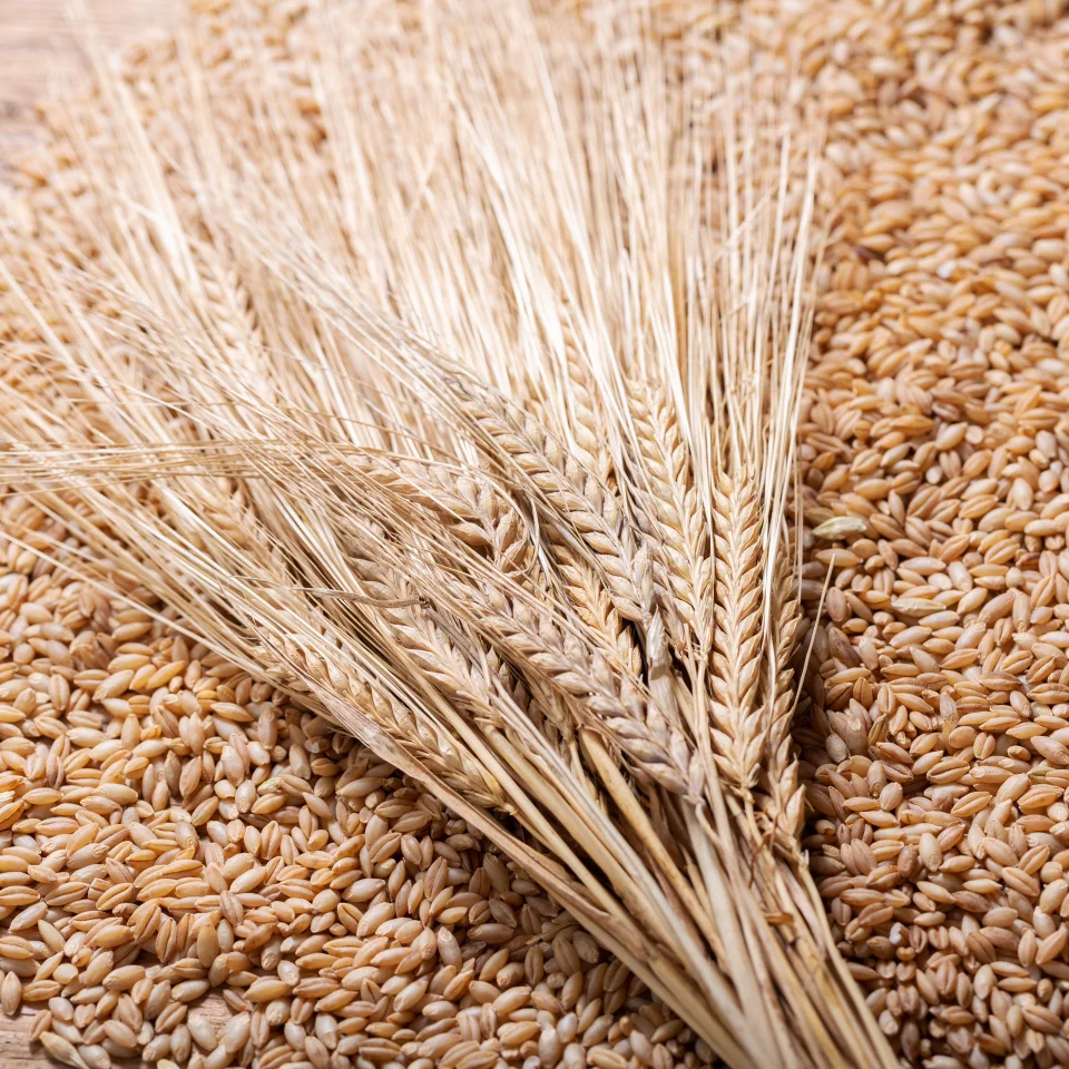 High Quality Growing Compressed Animals Feed Bulk For Sale Good Wheat