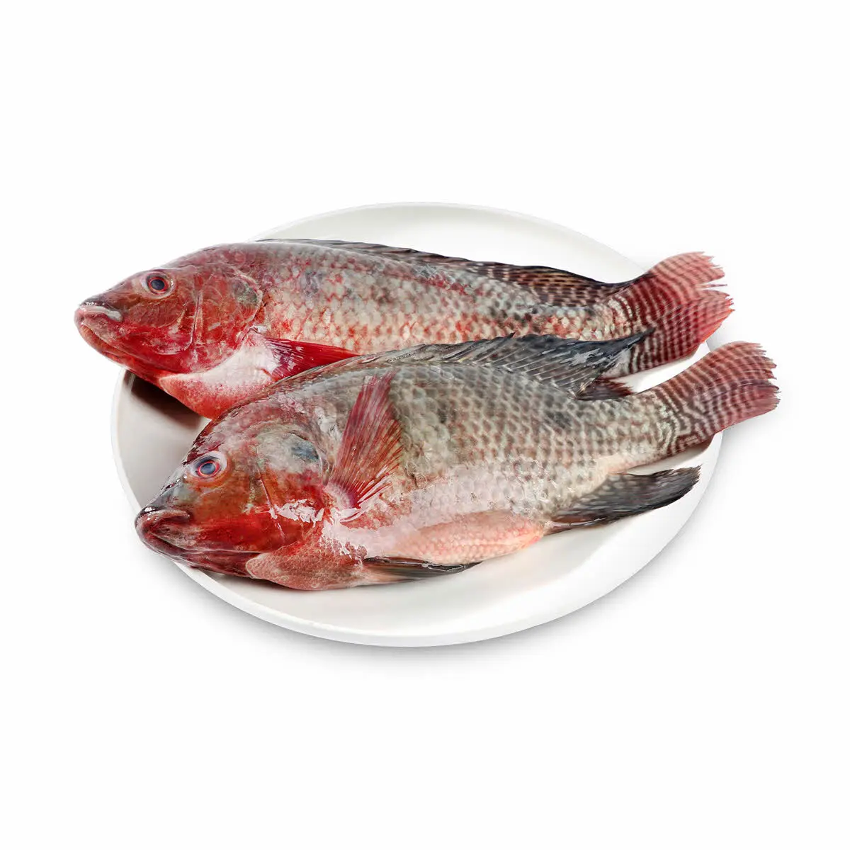 Best Quality Frozen Tilapia Fish For Sale We Farm It Completely Without Chemical Process It Is