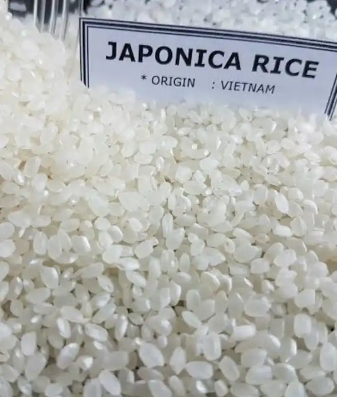 Short Japonica Rice Good Quality Available For Wholesale At Good Price
