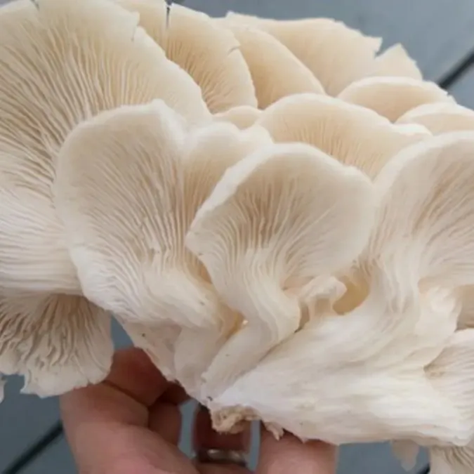 Fresh Oyster Mushroom Indonesian Cultivation Local Oyster Mushroom