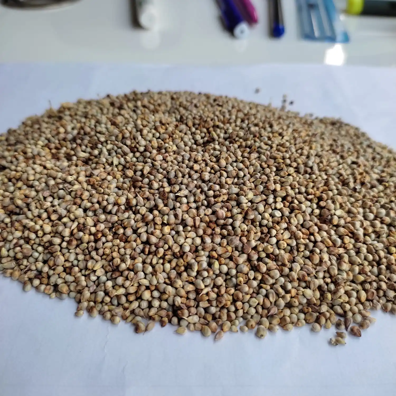 Millet Green Hara Bajra Animal Feed Millet Exporter Eco Export Buy