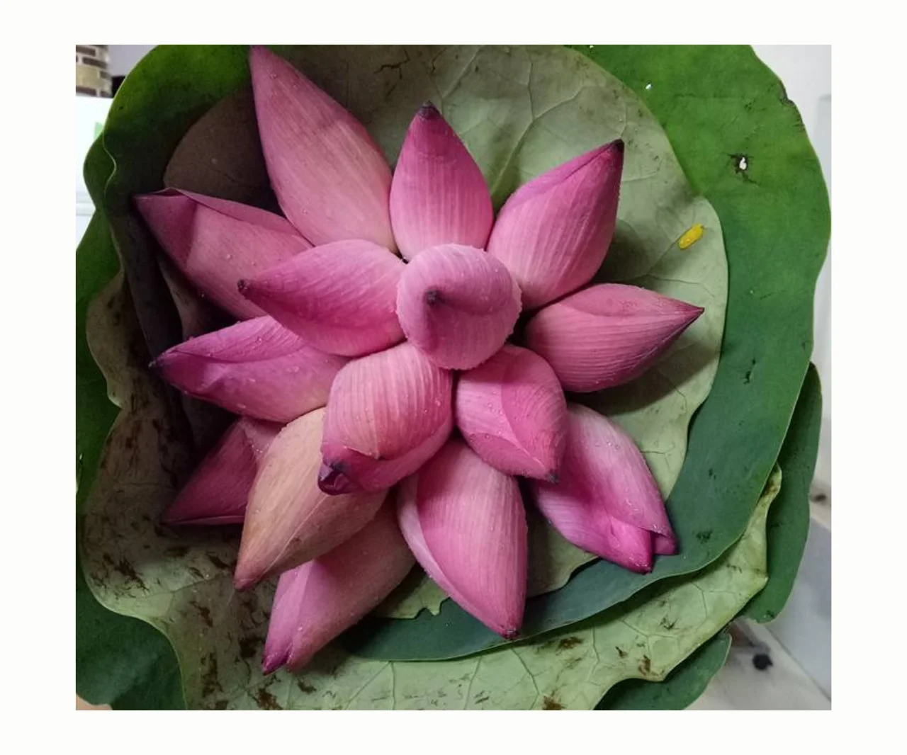 New Dried White Lotus Flower Seed New Harvest Dried White Lotus Seeds With The Best Price Buy