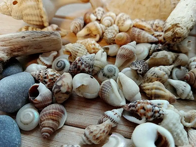 Genuine Center Cut African Cowrie Shells Cypraea Annulus Real Touch Raw ...