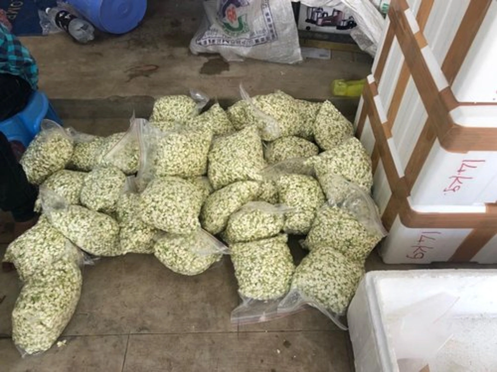 Fresh Jasmine Flowers Buy Jasmine Flower Indian Wedding Decor Jasmine