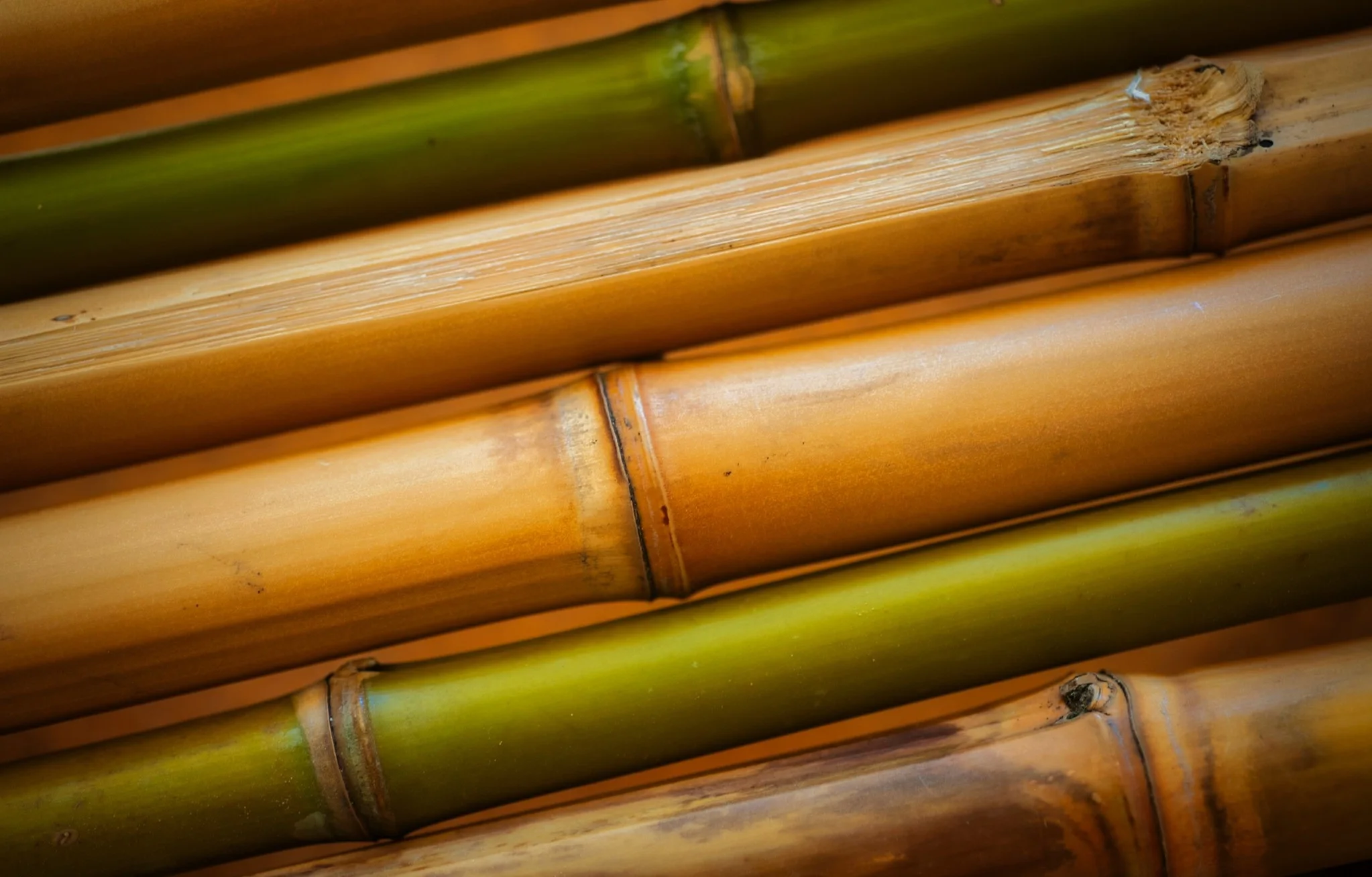 Bamboo In Vietnam Eco Friendly Sustainable Bamboo Poles/ Bamboo Pole ...