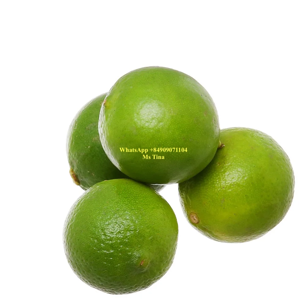 Lime Seedless Fresh Seedless Lime Fresh Green Lemon High Quality For ...