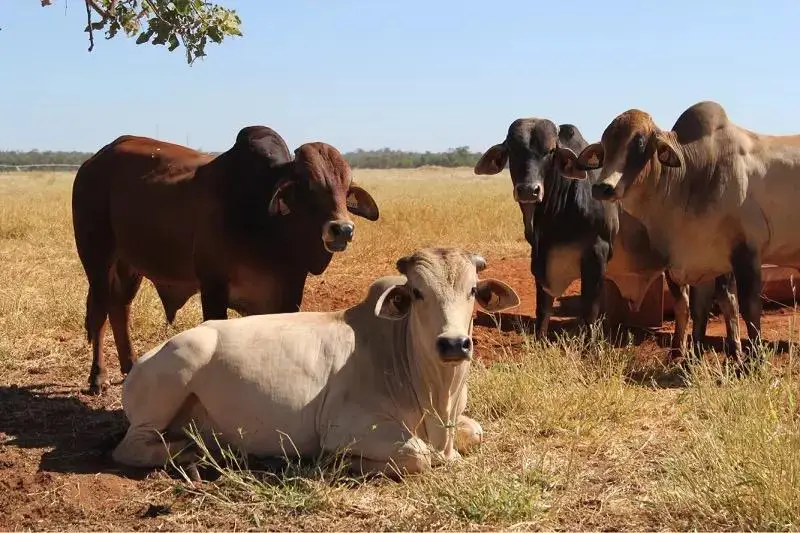 Live Brahman Bulls Cattle Life-stock Cattle For Meat - Buy Pregnant ...