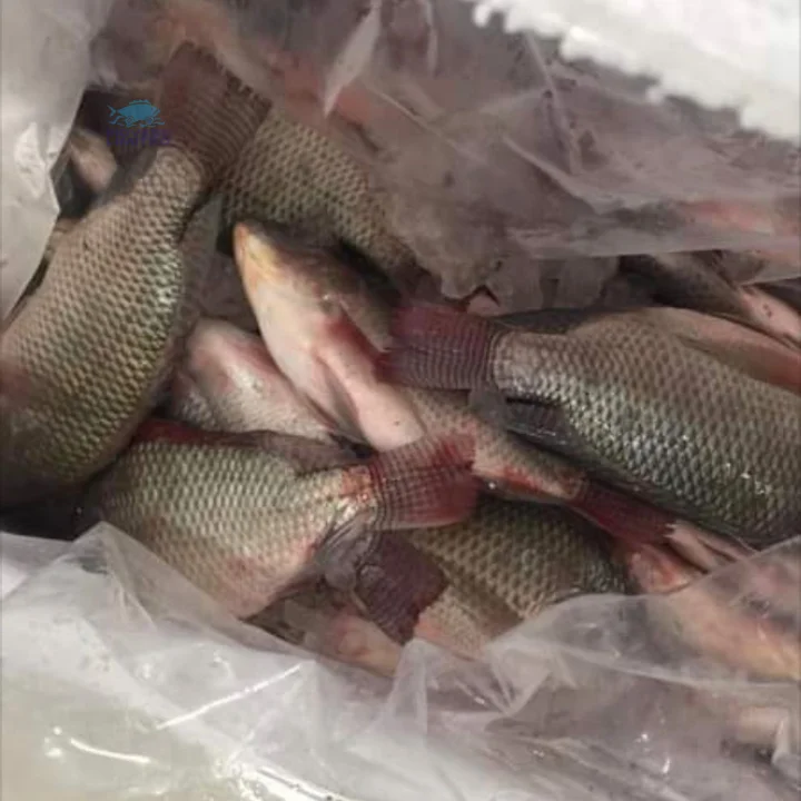 Top Quality Frozen Bulk Tilapia Fish Black Tilapia Whole Round 100/200g 200/300g Size Tilapia