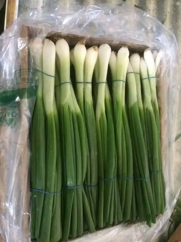 Green Onions 2023 Buy Fresh Red Onions For Sale Sping Onions Fresh