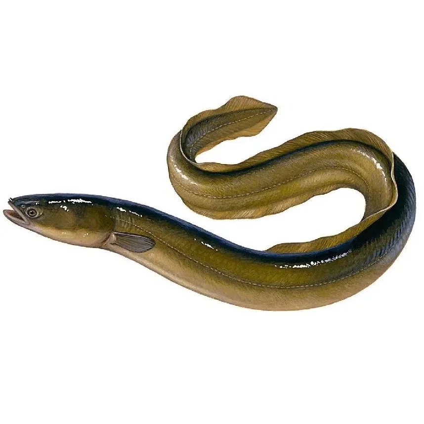 Premium Quality Fresh Live Eel Fish -fresh Frozen Fillet Of Conger Eel ...