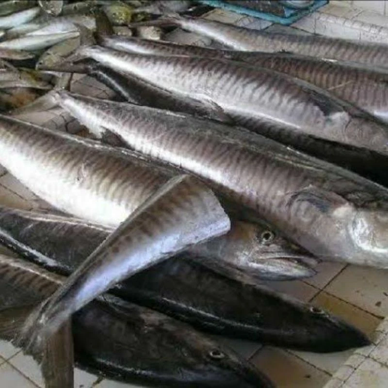 Natural Sea Fresh Male Mackerel Fish,Frozen Sea Cuisine Export Quality