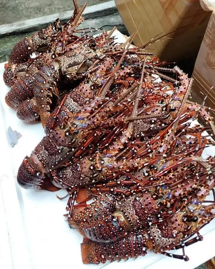 Spiny Lobster Catch At 2024 From Thailand Seafood In Stock Buy Live