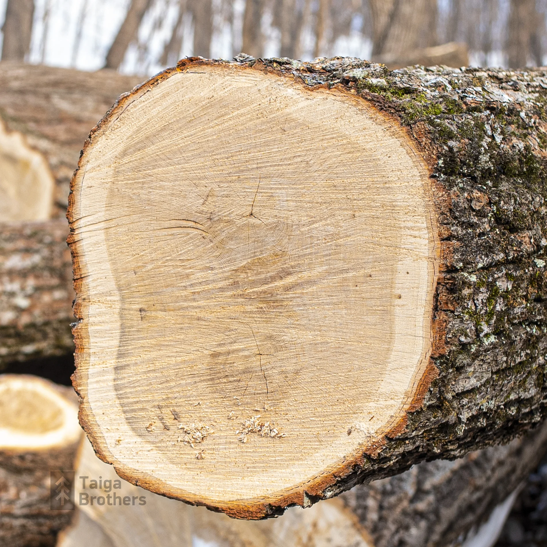 Exotic Mongolian Oak Roundwood Hardwood Timber Wood Oak Logs,Oak Wood Logs For Supply Winter