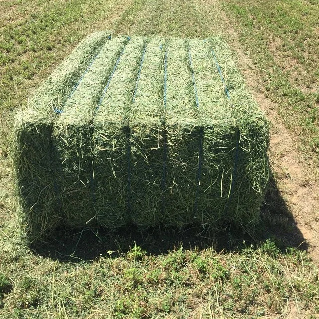 Lucerne Hay Bales And Alfalfa Thailand Alfafa Hay Animal Feeding Stuff ...