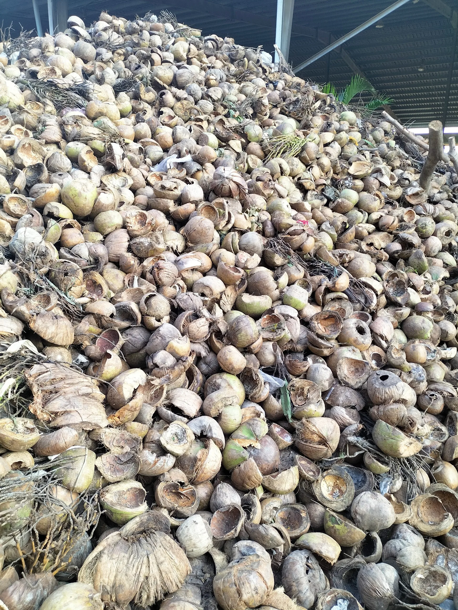 Dried Coconut Husk Chips - Competitive Price & Quality