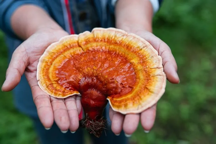 Reishi Mushroom Powder From Ganoderma Lucidum Red Colored Species With