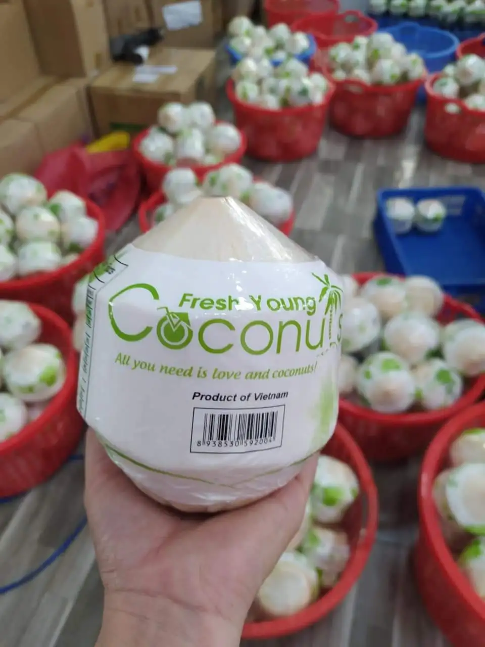 Wholesale Fresh Coconut Young Coconut 100 Natural Cheap Price From